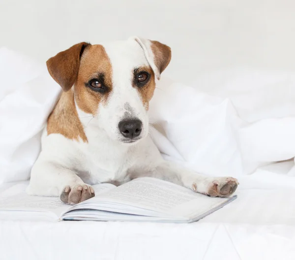 Dog with book