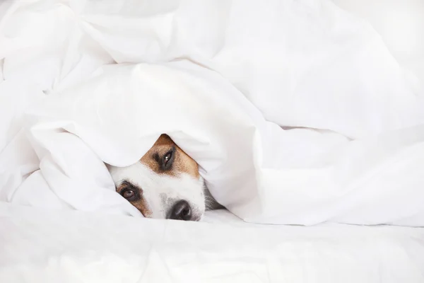 Sleeping dog at bed