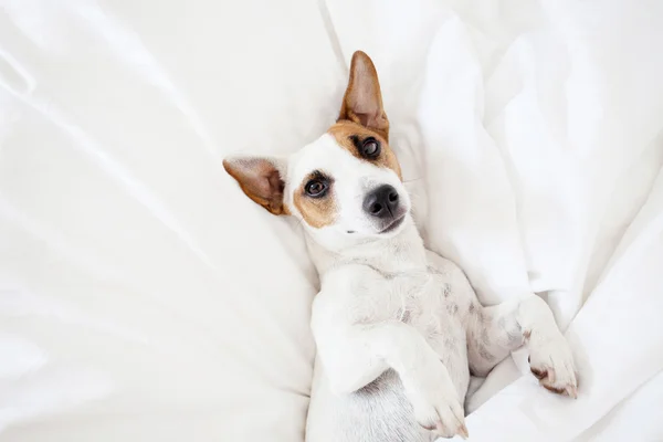 Schlafender Hund im Bett — Stockfoto