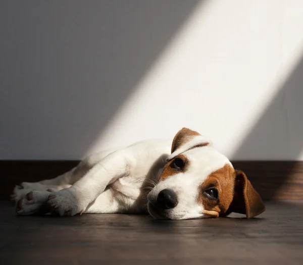 Perro triste está aburrido — Foto de Stock