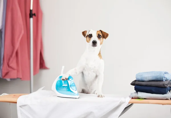 Camisa de planchar perro — Foto de Stock