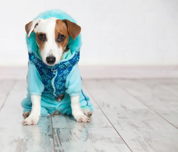 Собака в зимовому одязі — стокове фото