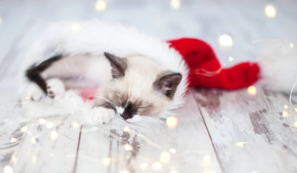 크리스마스 모자를 쓰고 자는 고양이 — 스톡 사진