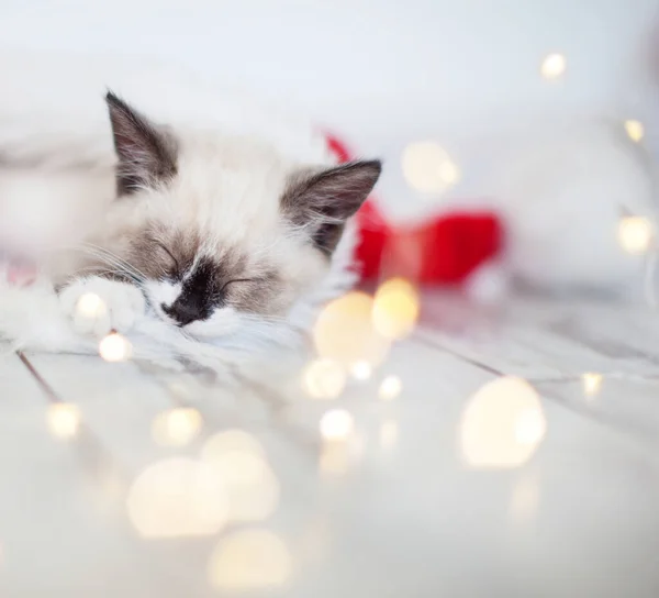 Kitten slapen in kerstmuts — Stockfoto