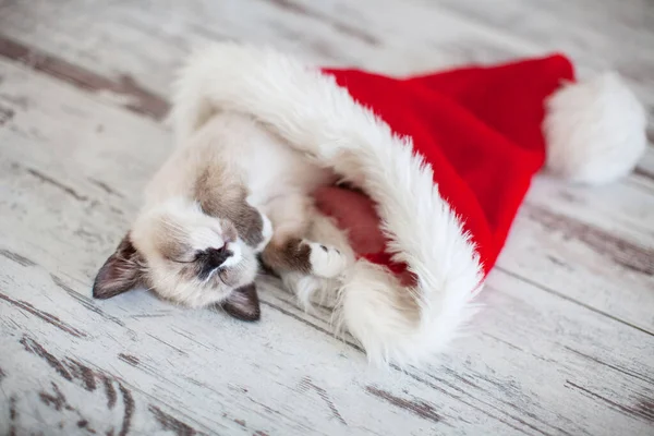 Kotek śpi w świątecznym kapeluszu — Zdjęcie stockowe