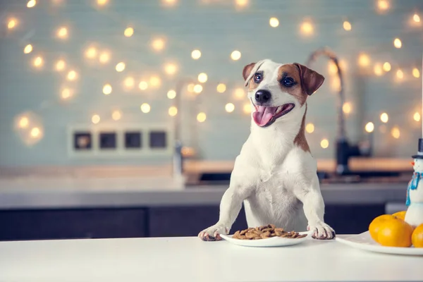 Собака їсть їжу вдома — стокове фото