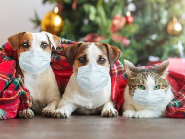 Kedi ve köpekler Noel ağacının altında