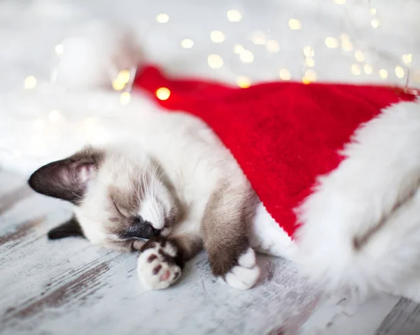 Kitten sleep in christmas hat — Stock Photo, Image