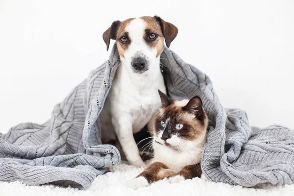 Kedi ve köpek birlikte. — Stok fotoğraf