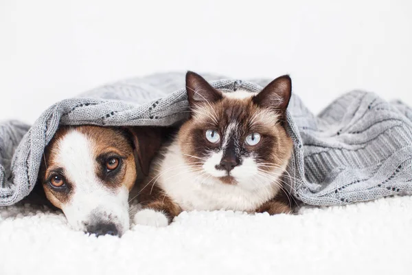 Cane sul divano — Foto Stock