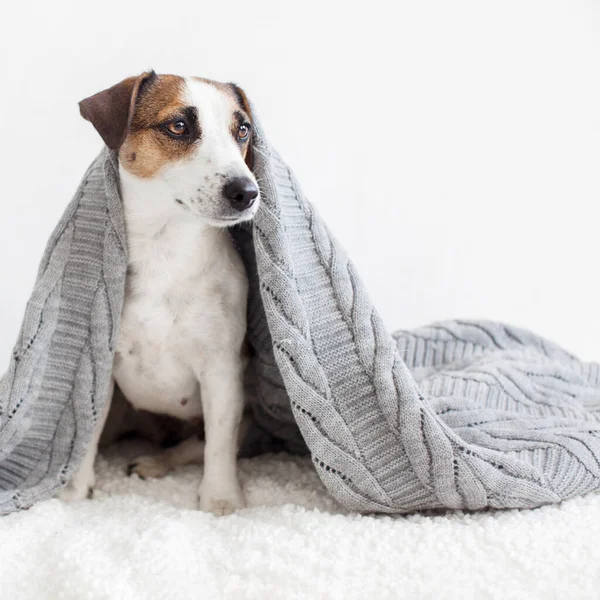 Cão no sofá — Fotografia de Stock