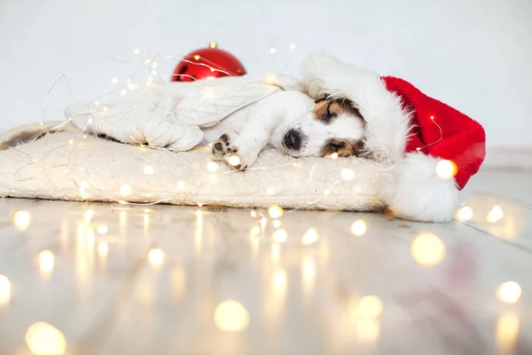 Slaaphond met kerstmuts — Stockfoto