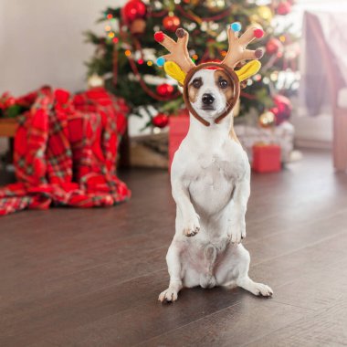 Noel ağacının yanındaki köpek.