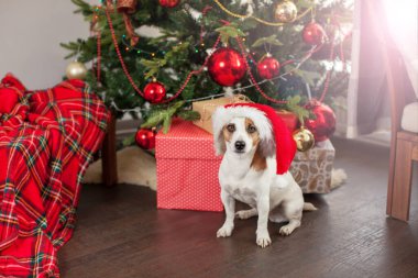 Noel ağacının yanındaki köpek.