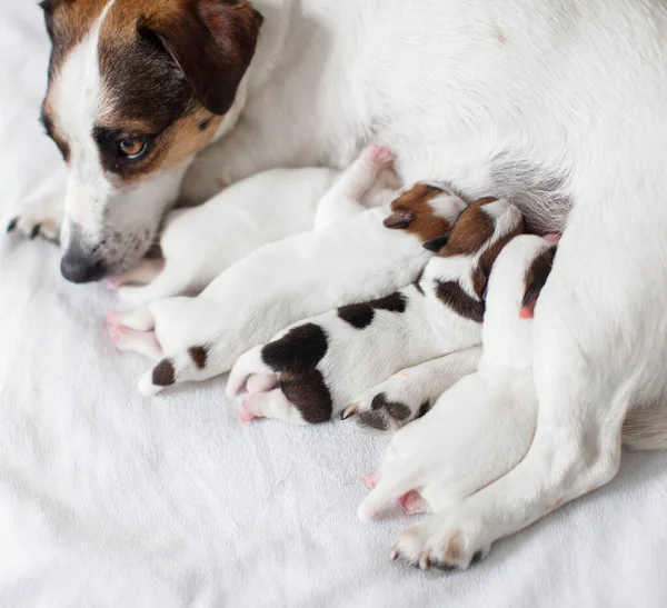 Cachorros amamentando cão — Fotografia de Stock