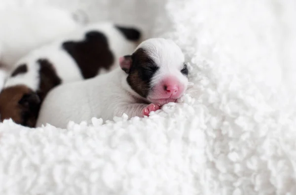 Filhote de cachorro recém-nascido dormindo — Fotografia de Stock