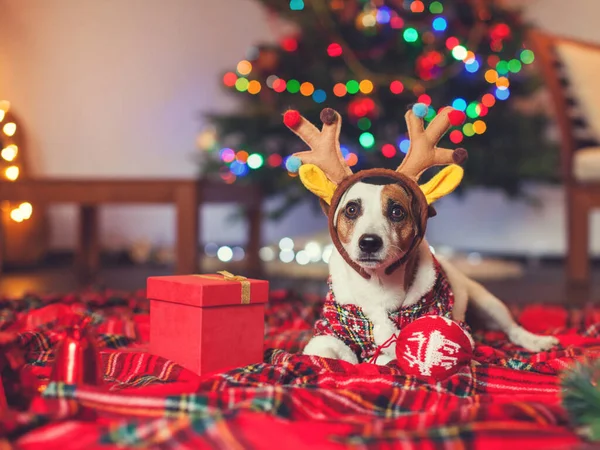 Perro bajo un árbol de Navidad — Foto de Stock