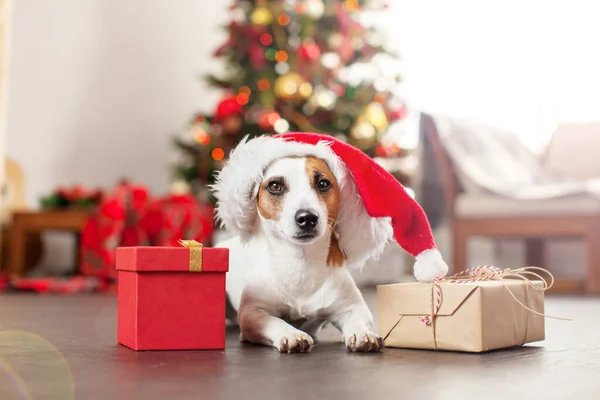 Chien près de sapin de Noël — Photo