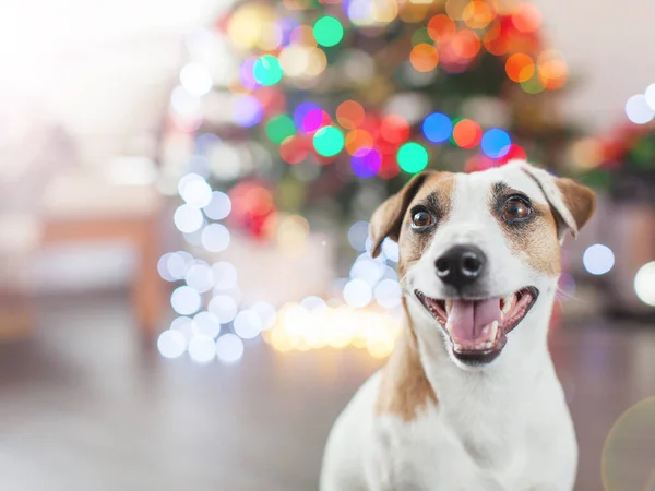 Hund in der Nähe von Weihnachtsbaum — Stockfoto