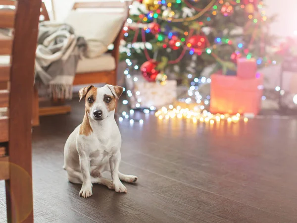 Perro cerca del árbol de Navidad — Foto de Stock