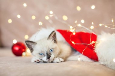 Kedi yavrusu Noel şapkasıyla uyuyor.