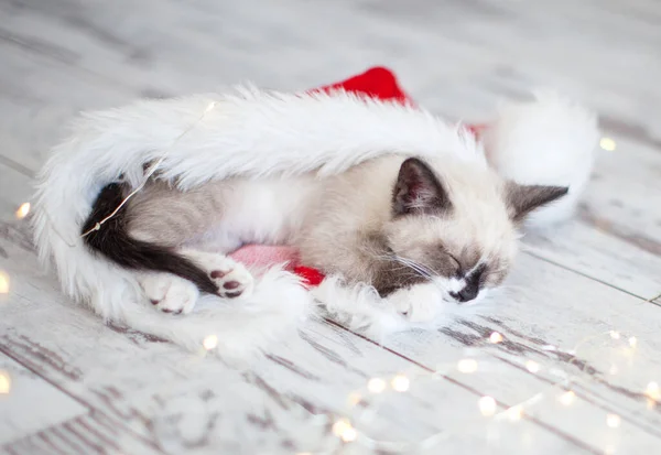 Kitten sleep in christmas hat — Stock Photo, Image