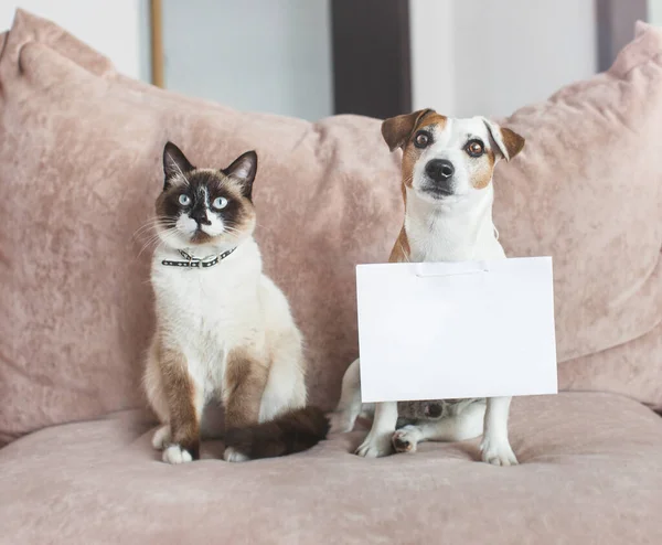 Cane e gatto a casa con carta bianca — Foto Stock