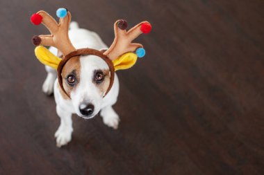 Noel ağacının yanındaki köpek.