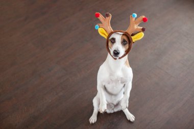 Noel ağacının yanındaki köpek.