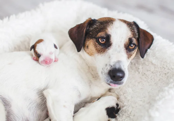 Neugeborener Welpe mit Hundemutter — Stockfoto