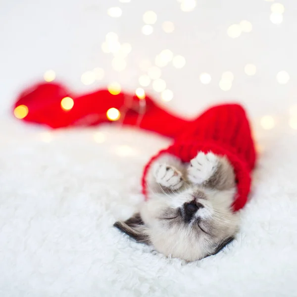 子猫睡眠で赤クリスマスソックス — ストック写真