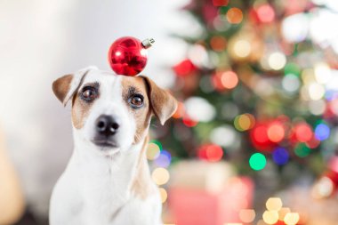 Noel ağacının yanındaki köpek.