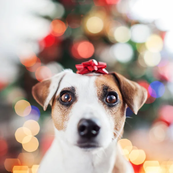 Noel ağacının yanındaki köpek. — Stok fotoğraf