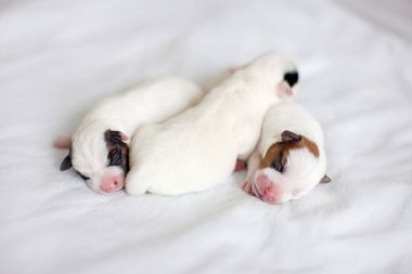 Yeni doğmuş yavru köpek uyuyor.