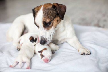 Anne köpeği olan yeni doğmuş bir köpek.