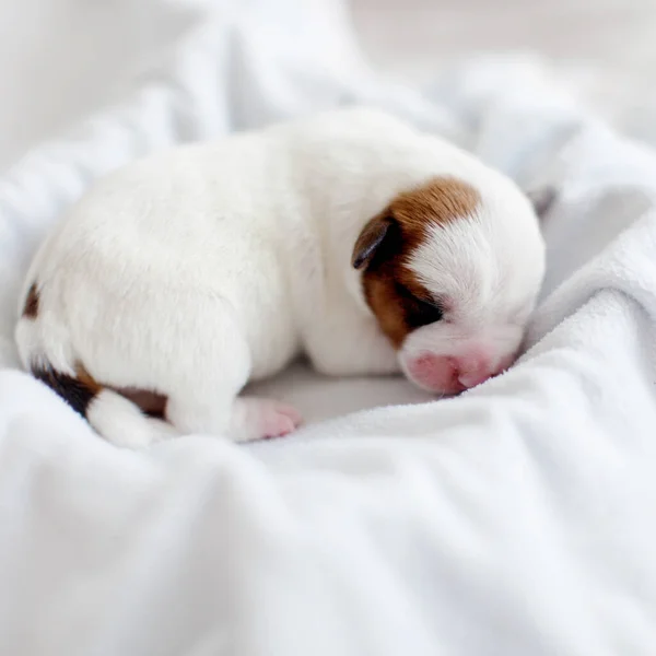 Newborn puppy sleeping — Stock Photo, Image