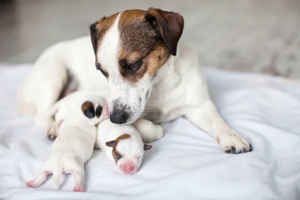 Cachorrinho recém-nascido com cão mãe — Fotografia de Stock