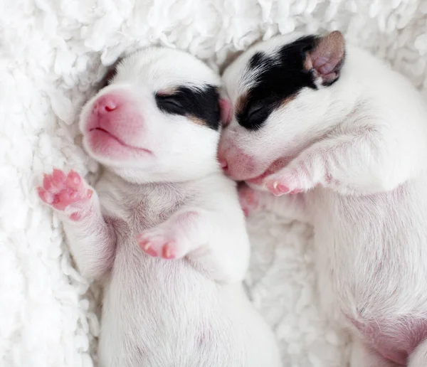 Newborn puppy sleeping — Stock Photo, Image