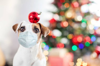 Noel ağacının yanındaki köpek.
