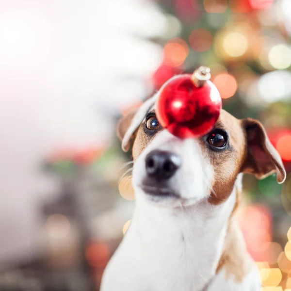 Dog near christmas tree — Stock Photo, Image