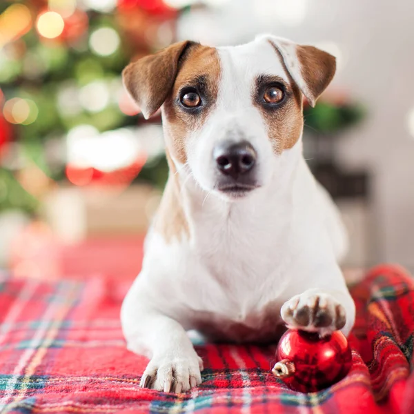 Dog near christmas tree — Stock Photo, Image