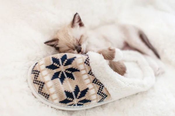 Kitten sleep on plaid near home slippers