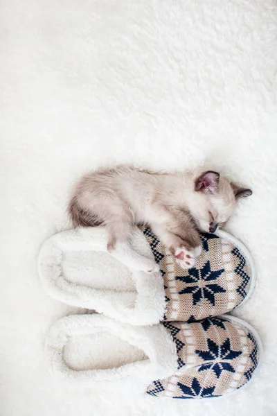 小猫睡在家用拖鞋旁边的格子布床上 — 图库照片