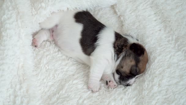 Novorozené štěně spí — Stock video
