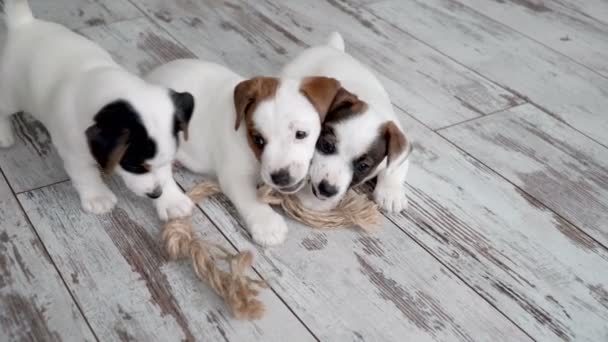 Şirin köpek yavruları ısırık oyuncakları oynar. — Stok video