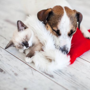 Noel şapkalı kedi ve köpek