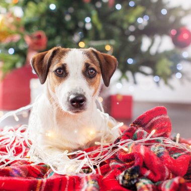 Noel ağacının yanındaki köpek.