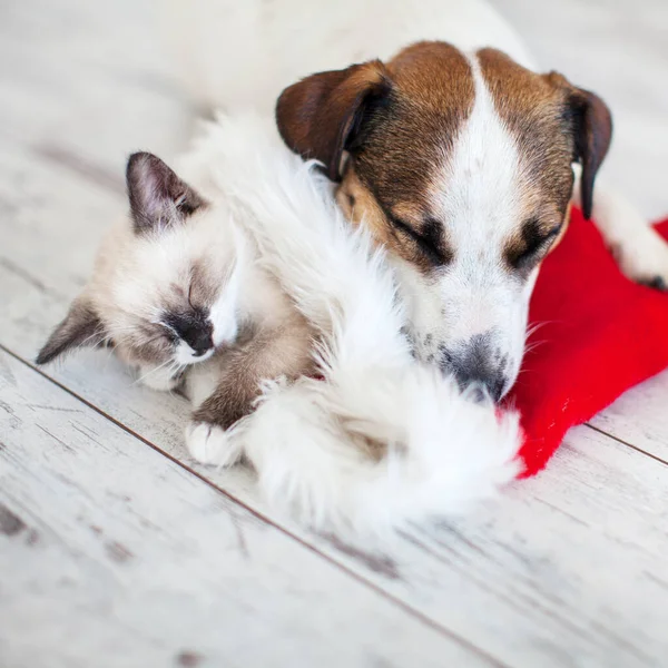 Kat met kerstmuts en hond — Stockfoto