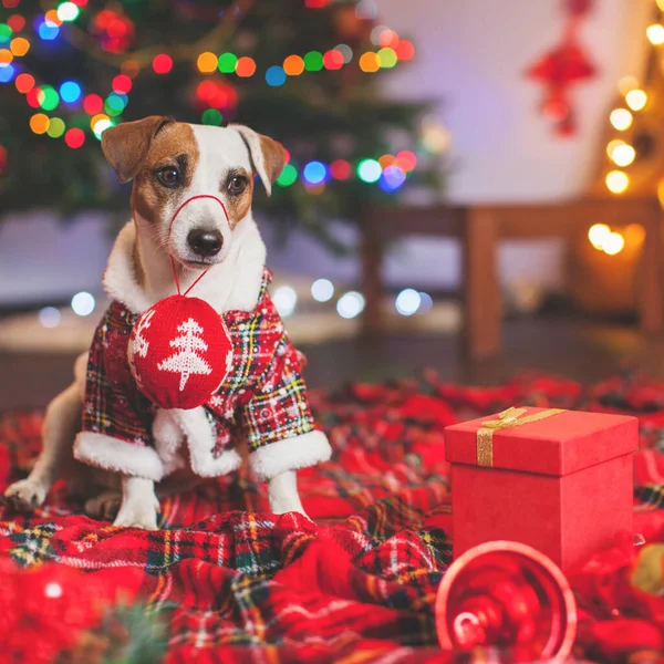 クリスマスツリーの下の犬 — ストック写真