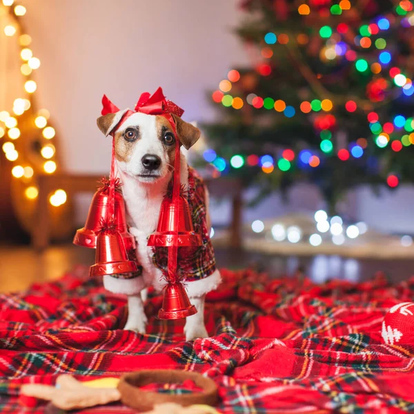 Hund unter dem Weihnachtsbaum — Stockfoto